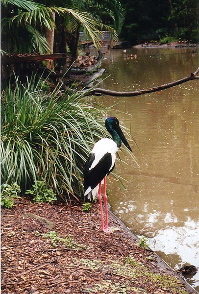 Jabiru